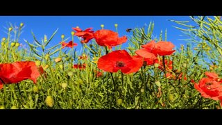 Es ist Kraft in dem Blut - Uwe Sauer